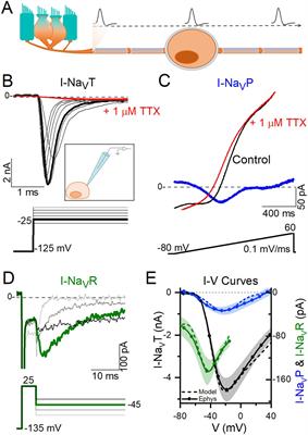 Effects of transient, persistent, and resurgent sodium currents on excitability and spike regularity in vestibular ganglion neurons